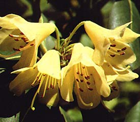 R. 'cinnabarinum'